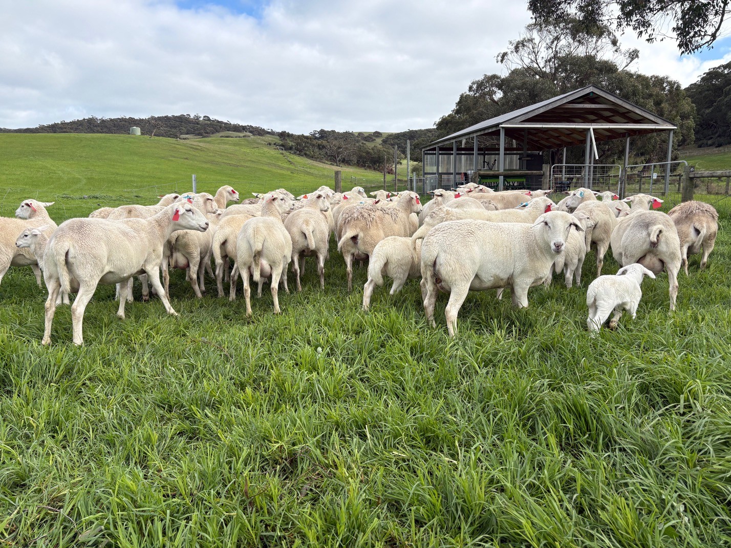 EWEs 1